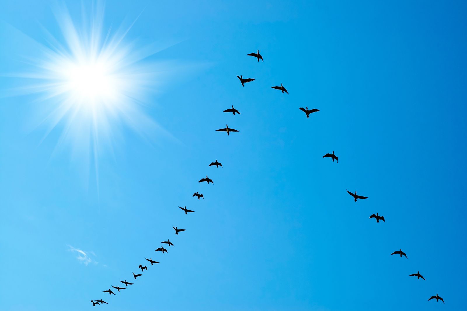 De dag van de Trekvogel | Dierenmaatjes